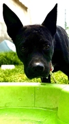 SOPHIE Imagen 2